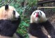 守护熊猫技能攻略大全（成为顶级守护者，保护熊猫的秘诀揭秘）