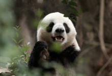 《守护熊猫技能攻略》（学习如何成为一名高效守护熊猫的保育员）