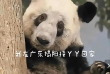 熊猫守护技能攻略（学习如何成为一名熊猫守护者，保护它们的家园）