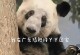 熊猫守护技能攻略（学习如何成为一名熊猫守护者，保护它们的家园）
