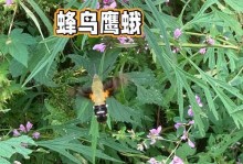 探索虚无之虫森林（揭秘虫森林背后的秘密，挑战虚无力量的林中冒险之旅）